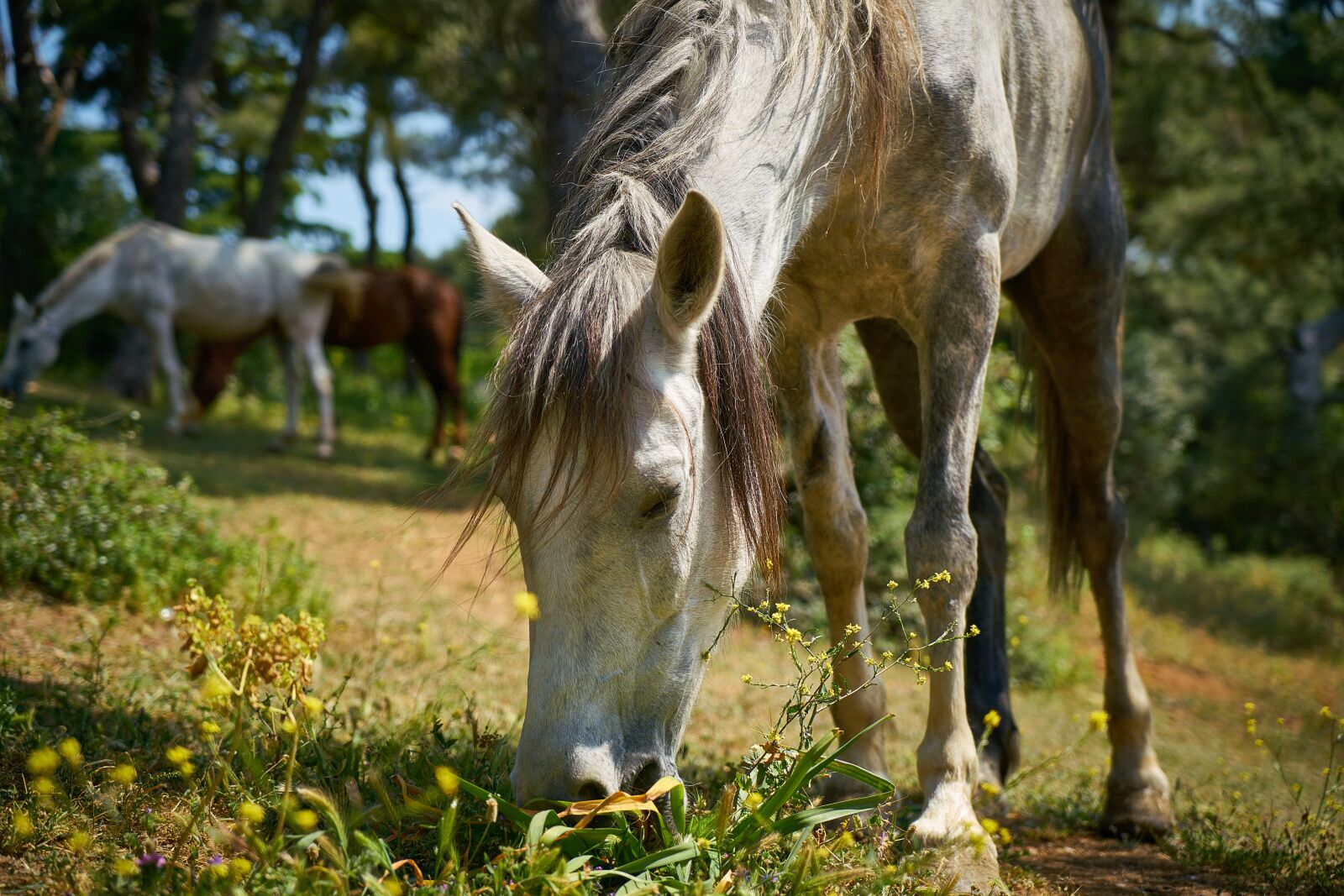 Sony a7R II + Sony Vario Tessar T* FE 24-70mm F4 ZA OSS sample photo. Horse, animal, nature photography
