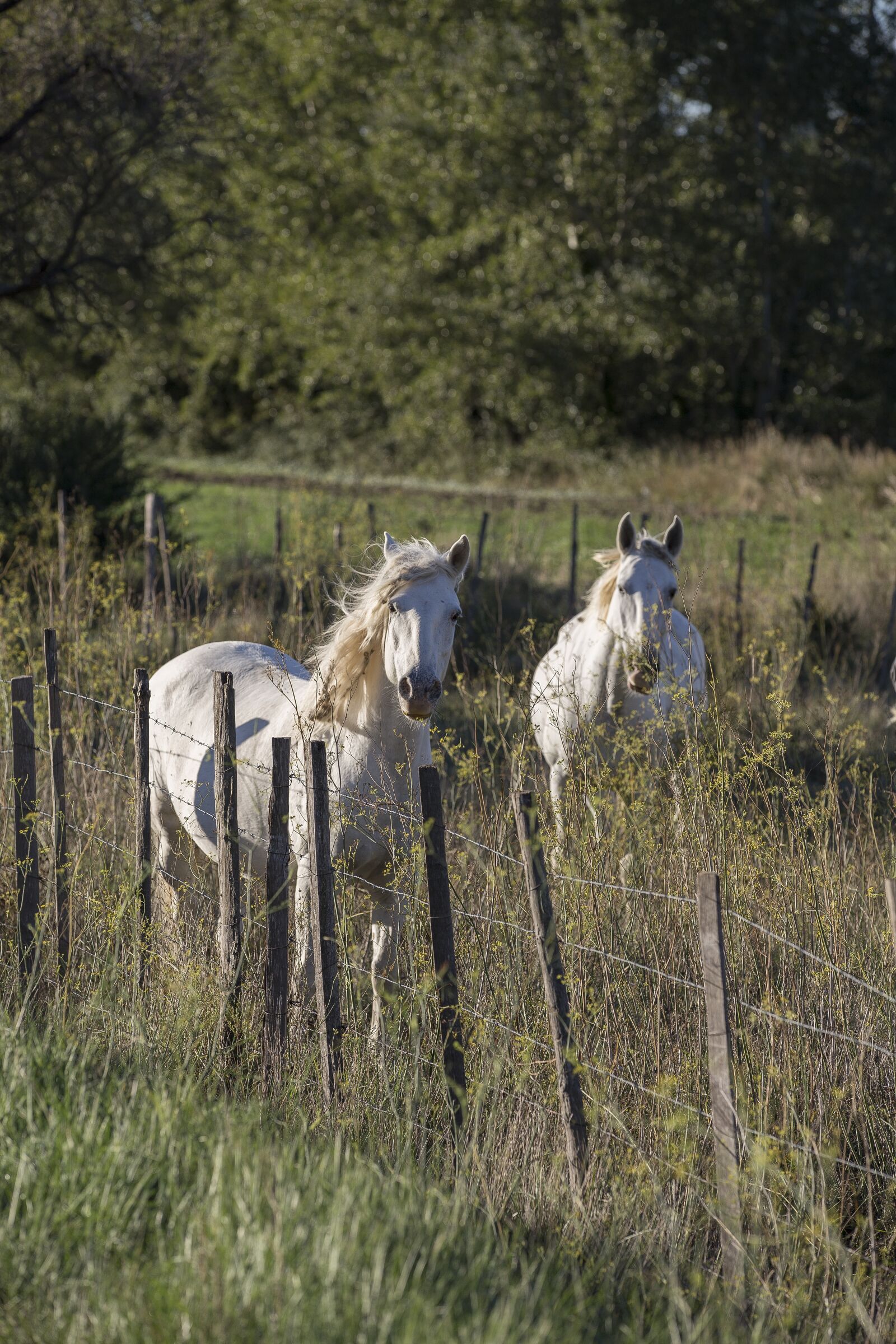 Canon EOS 6D sample photo. Horse, provence, sun photography