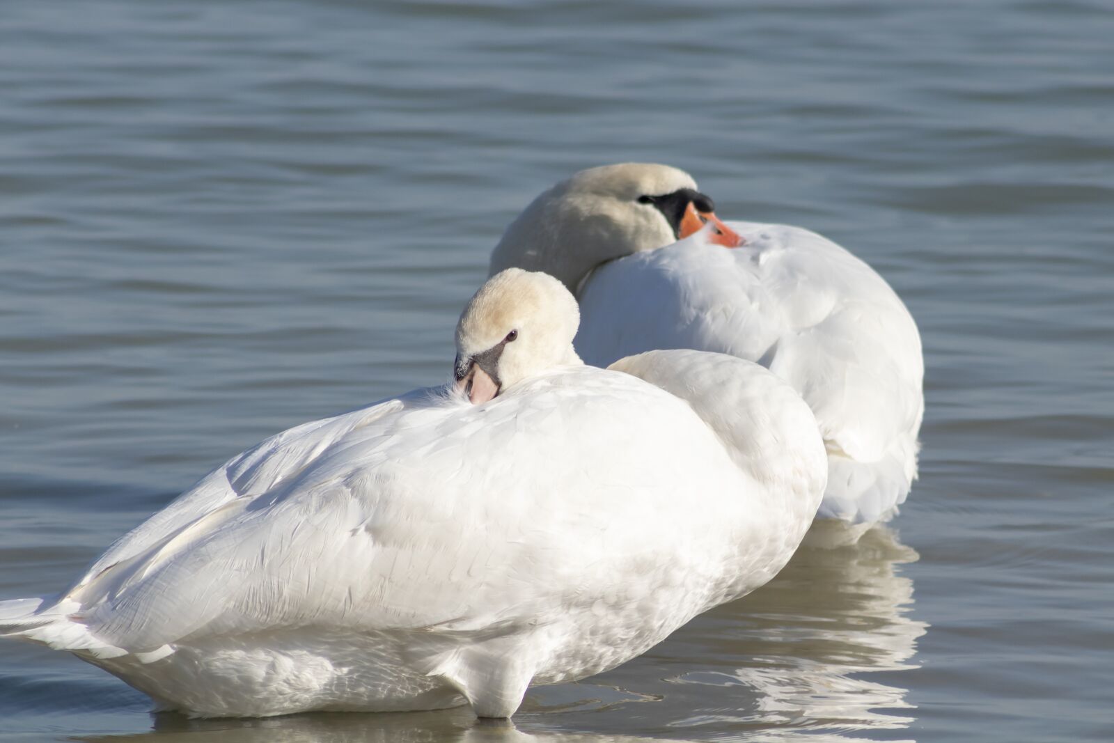 Canon EF75-300mm f/4-5.6 sample photo. Mute swan, bird, swim photography