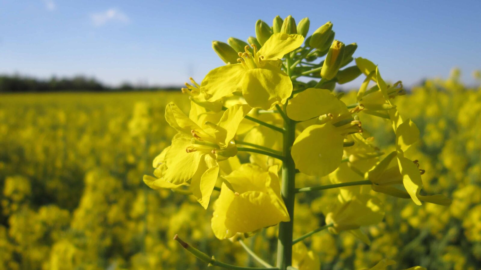 Canon PowerShot A3200 IS sample photo. Flower, summer, nature, agriculture photography