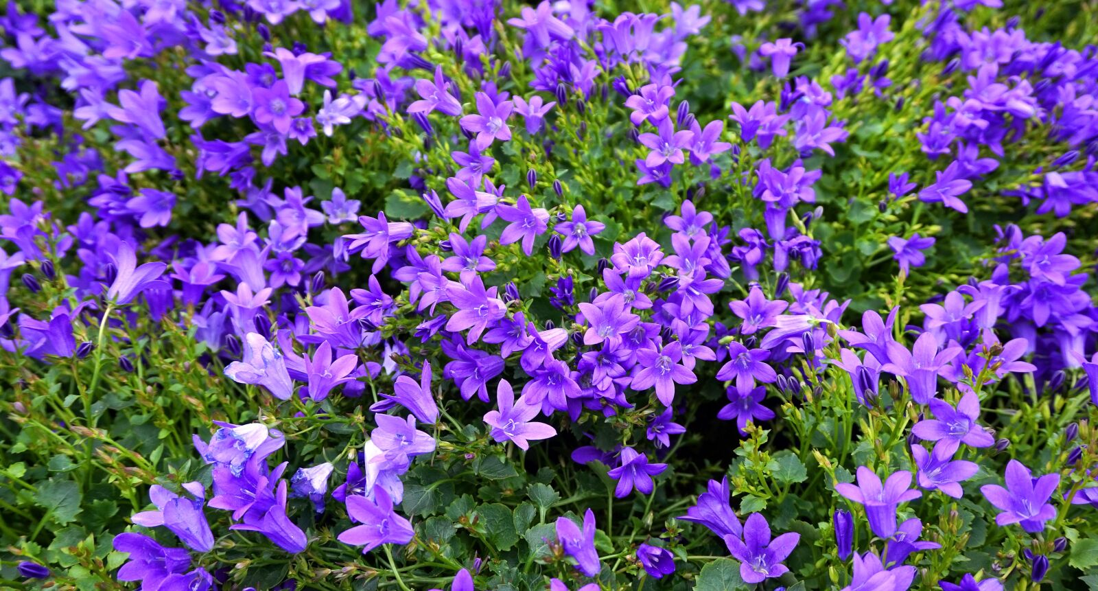 Sony Alpha a5000 (ILCE 5000) sample photo. Flowers, blue, shrub photography