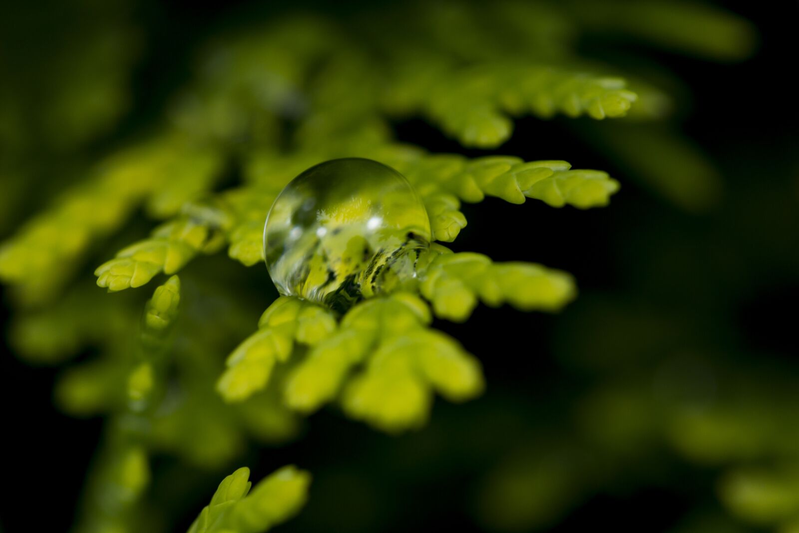 Canon EF-S 60mm F2.8 Macro USM sample photo. Water drop, after rain photography