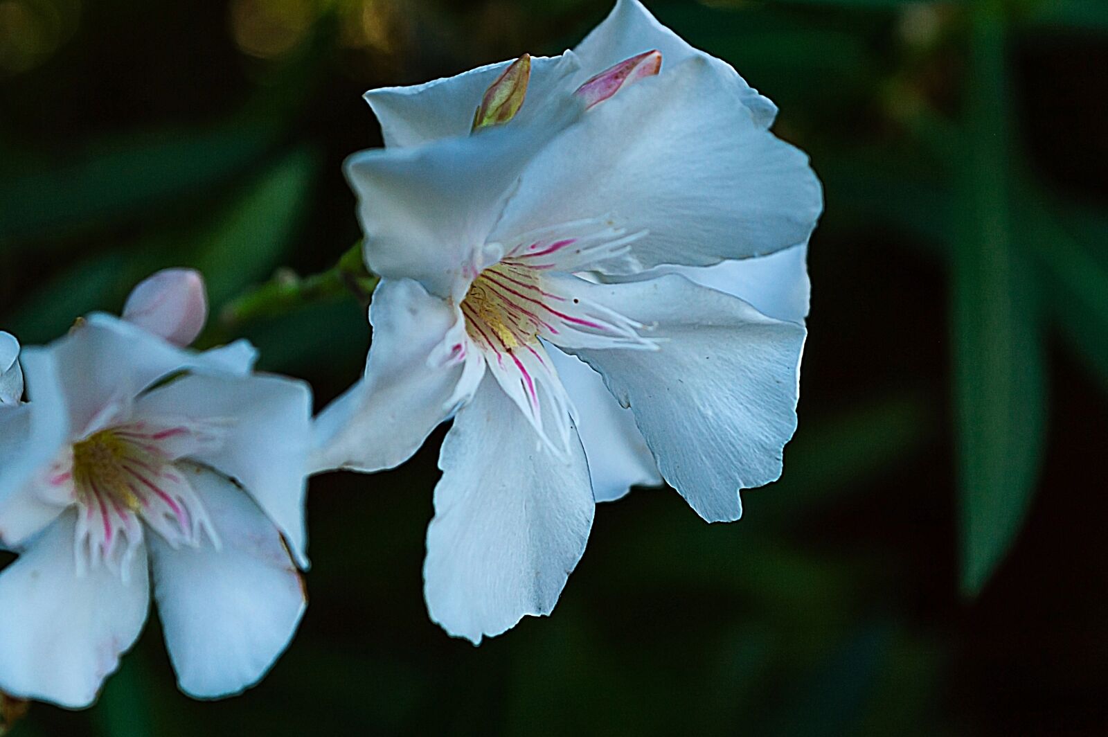 Nikon D3200 sample photo. Oleander, flowers, white photography