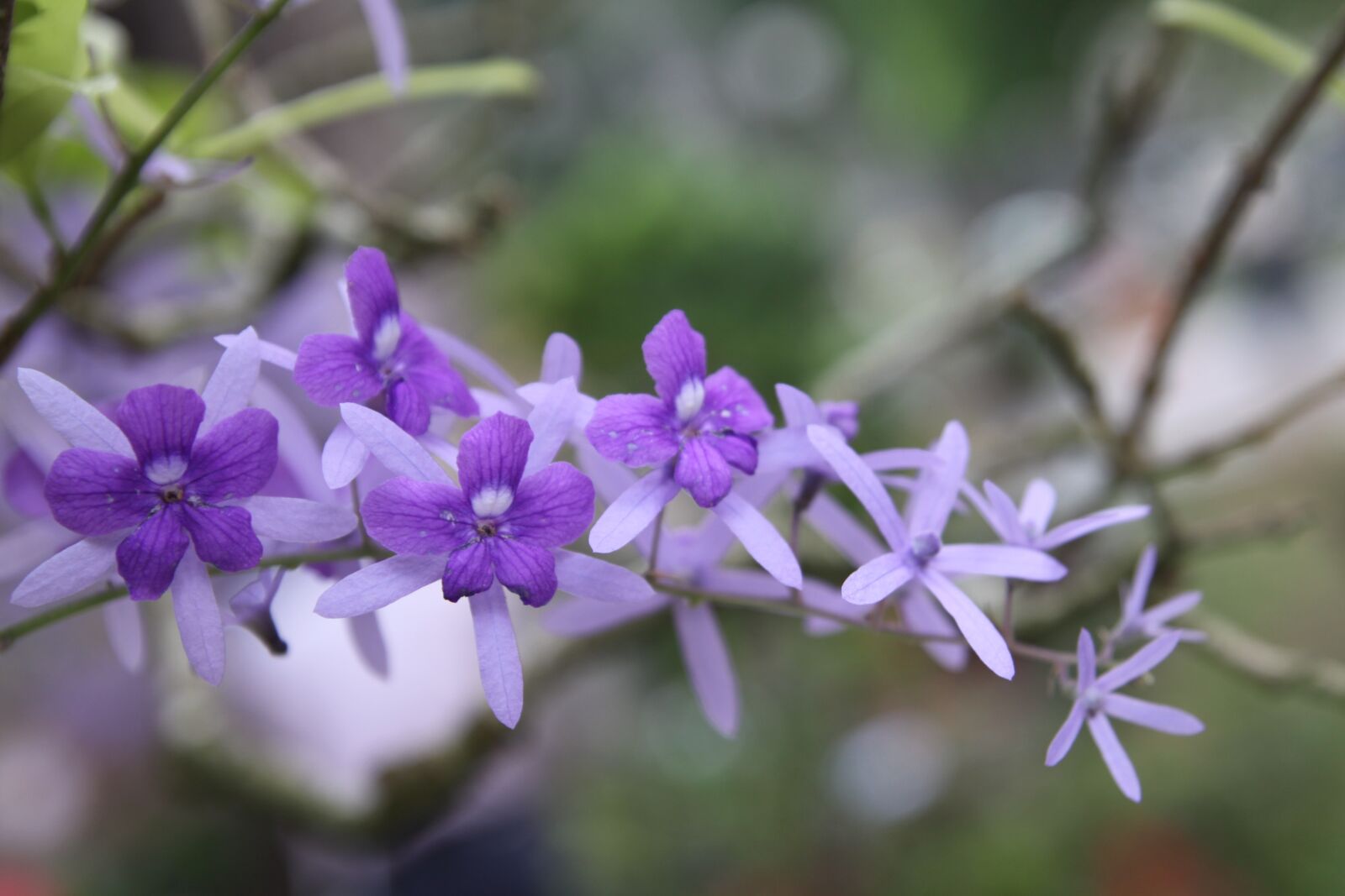 Canon EOS 50D sample photo. Orchid, flower, nature photography
