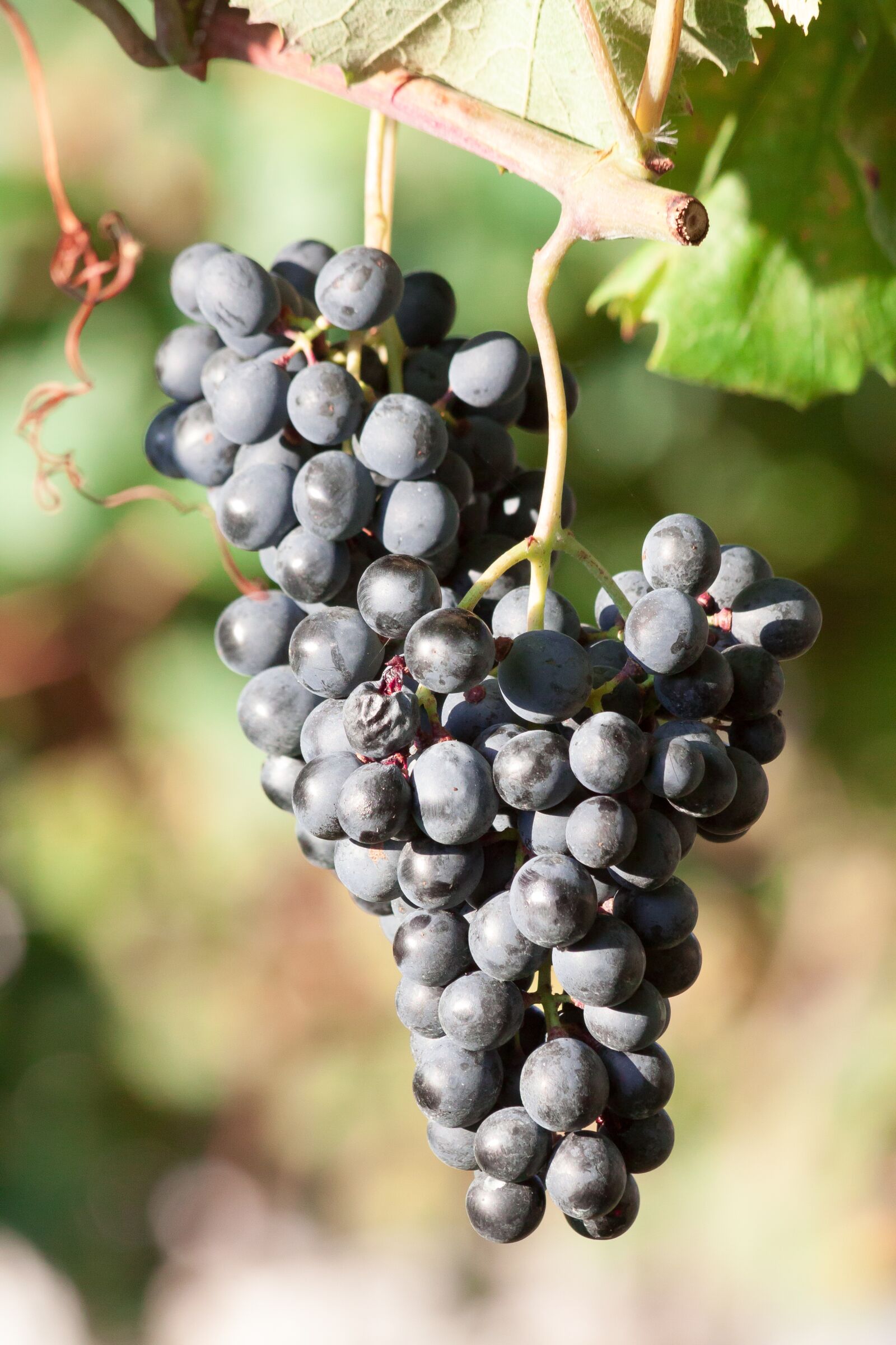 Canon EOS 50D sample photo. Grapes, wine, grape photography