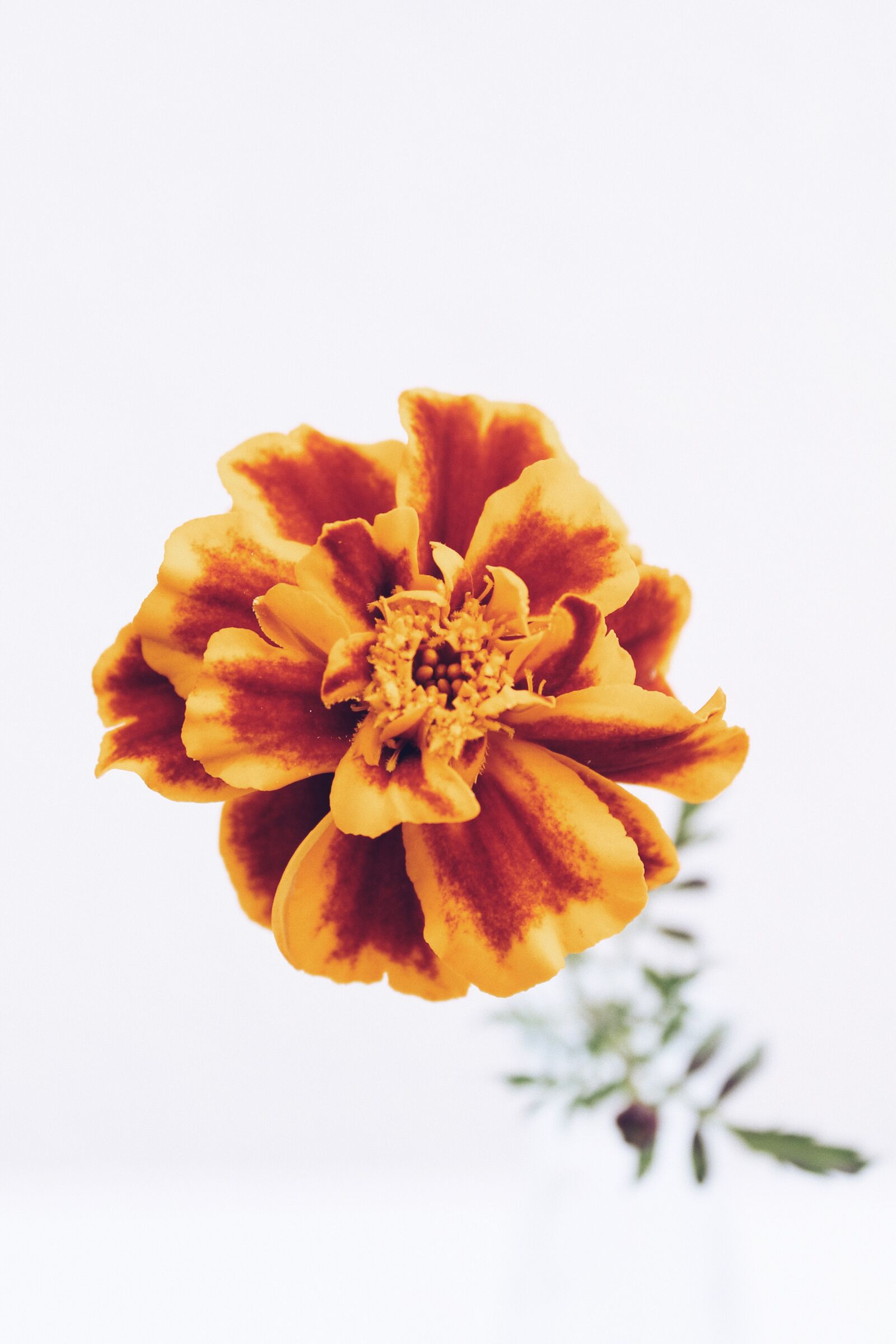 Canon EOS 1100D (EOS Rebel T3 / EOS Kiss X50) sample photo. Autumn, flowers, marigold photography