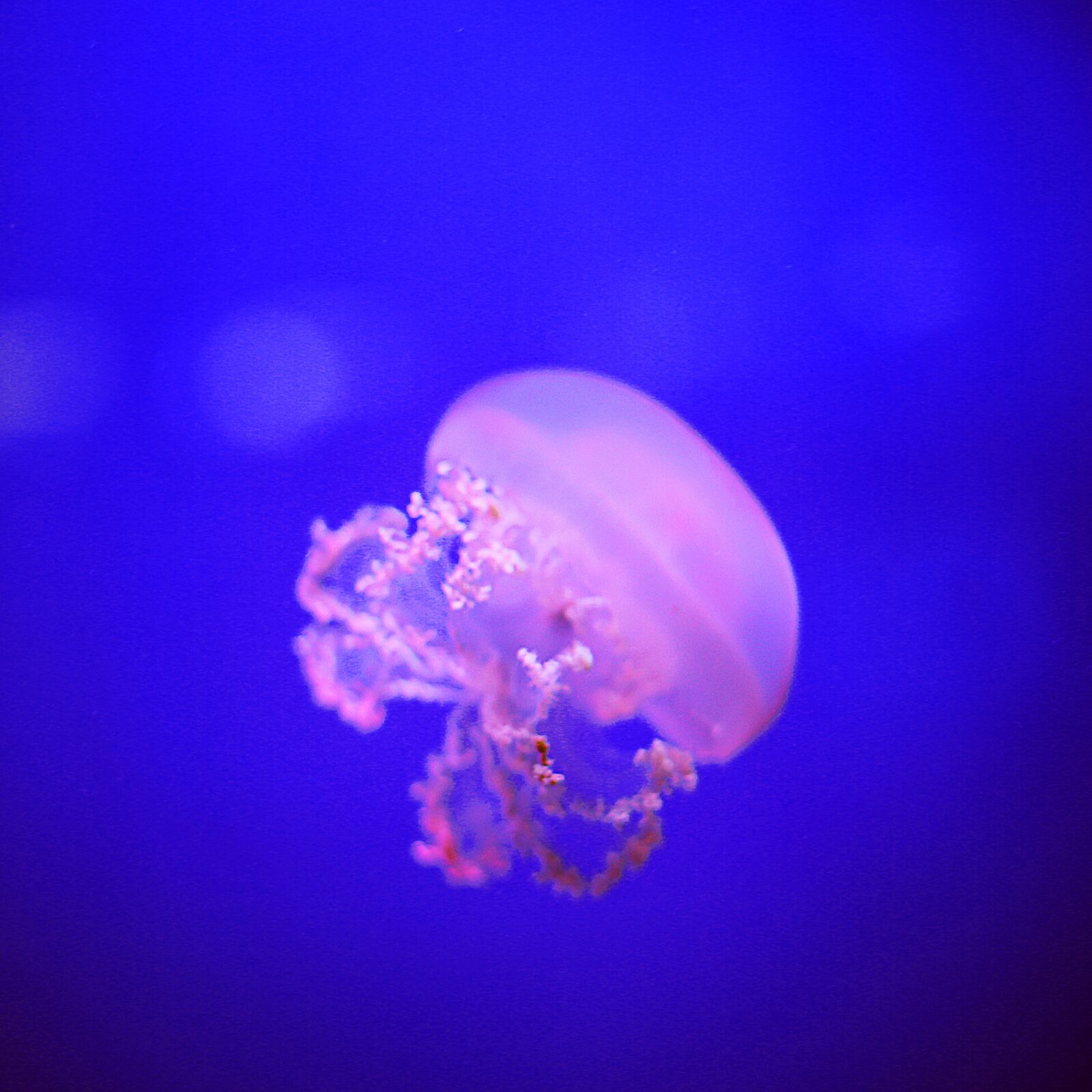 Canon EOS 5D Mark III + Canon EF 50mm F1.8 STM sample photo. Jellyfish, sea, medusa photography