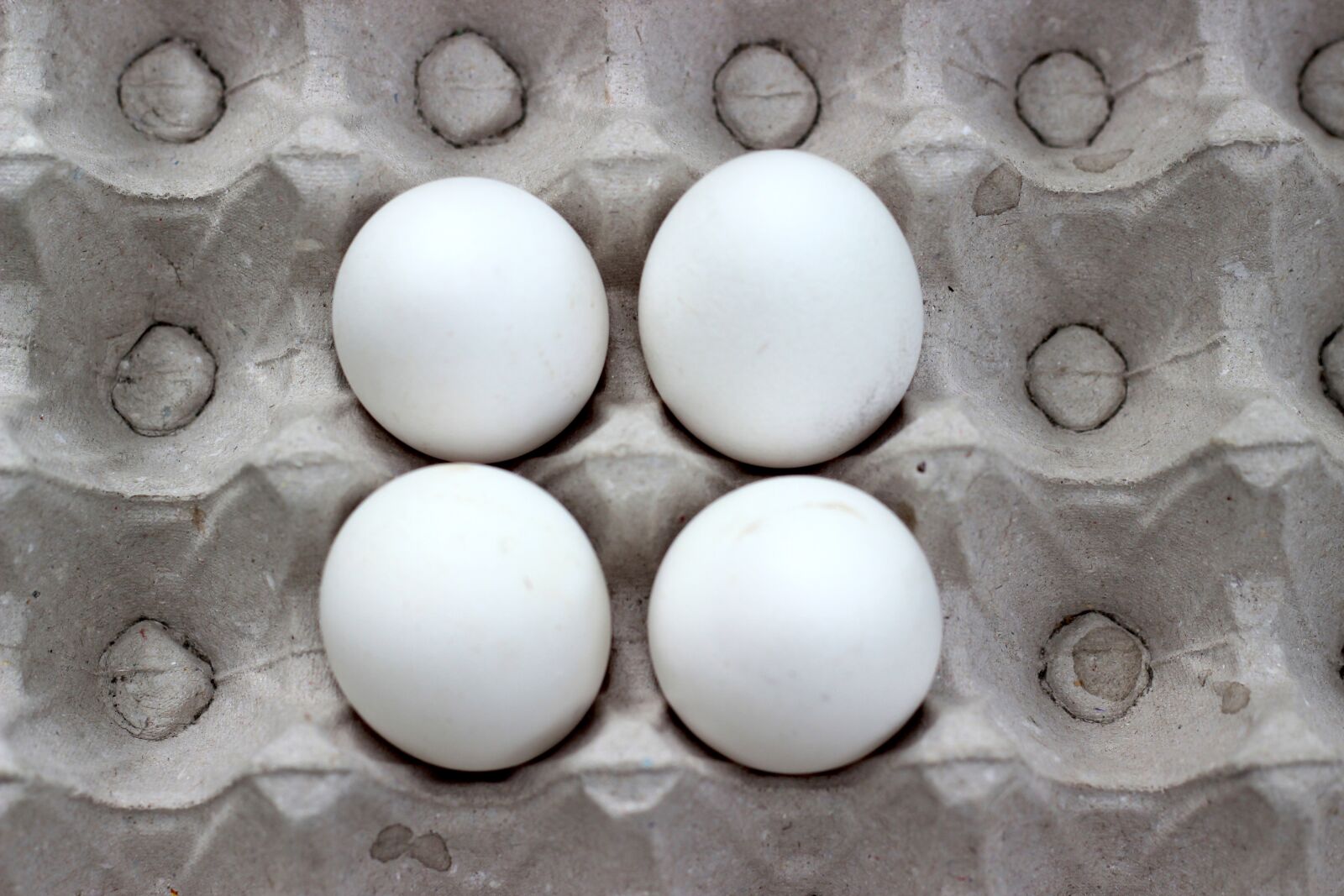 Canon EOS 600D (Rebel EOS T3i / EOS Kiss X5) + Canon EF 50mm F1.8 II sample photo. Egg, white, easter photography