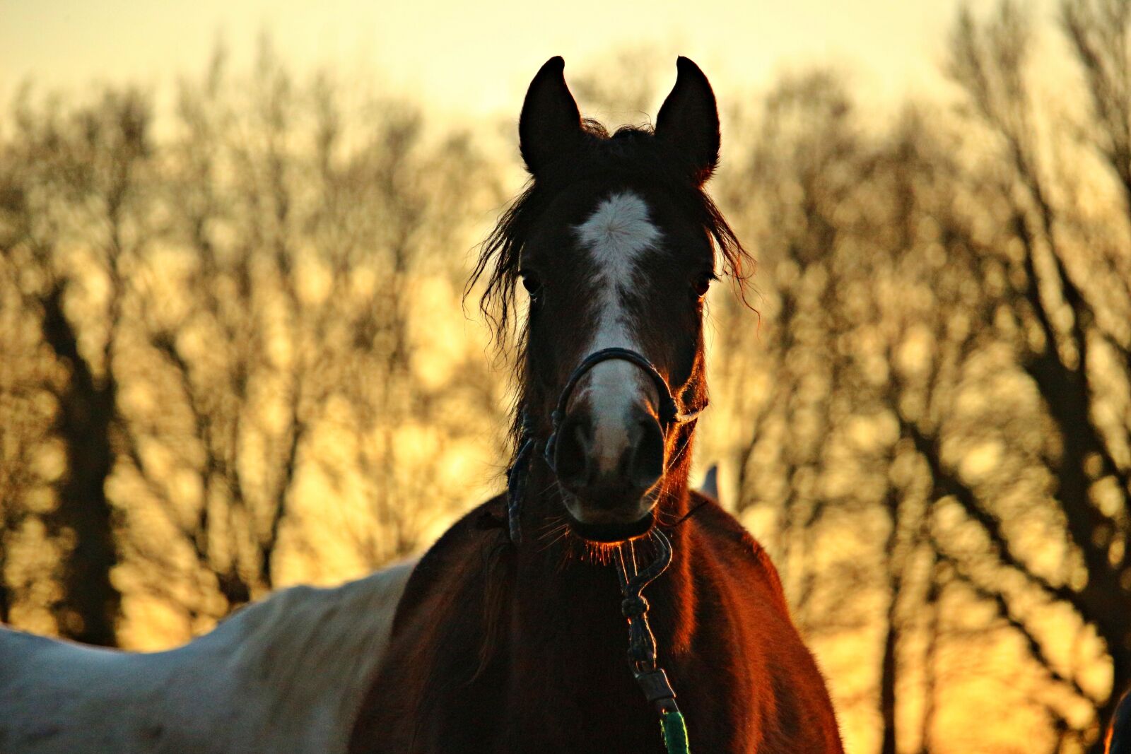 Canon EOS 100D (EOS Rebel SL1 / EOS Kiss X7) sample photo. Horse, evening sky, brown photography