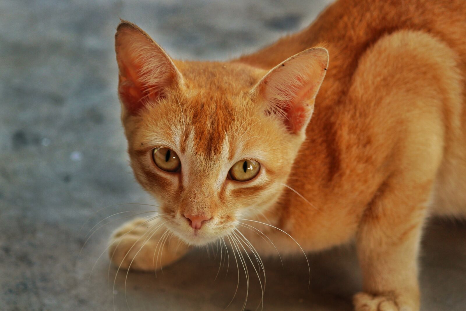 Canon EF-S 55-250mm F4-5.6 IS II sample photo. Cat, domestic, cute photography