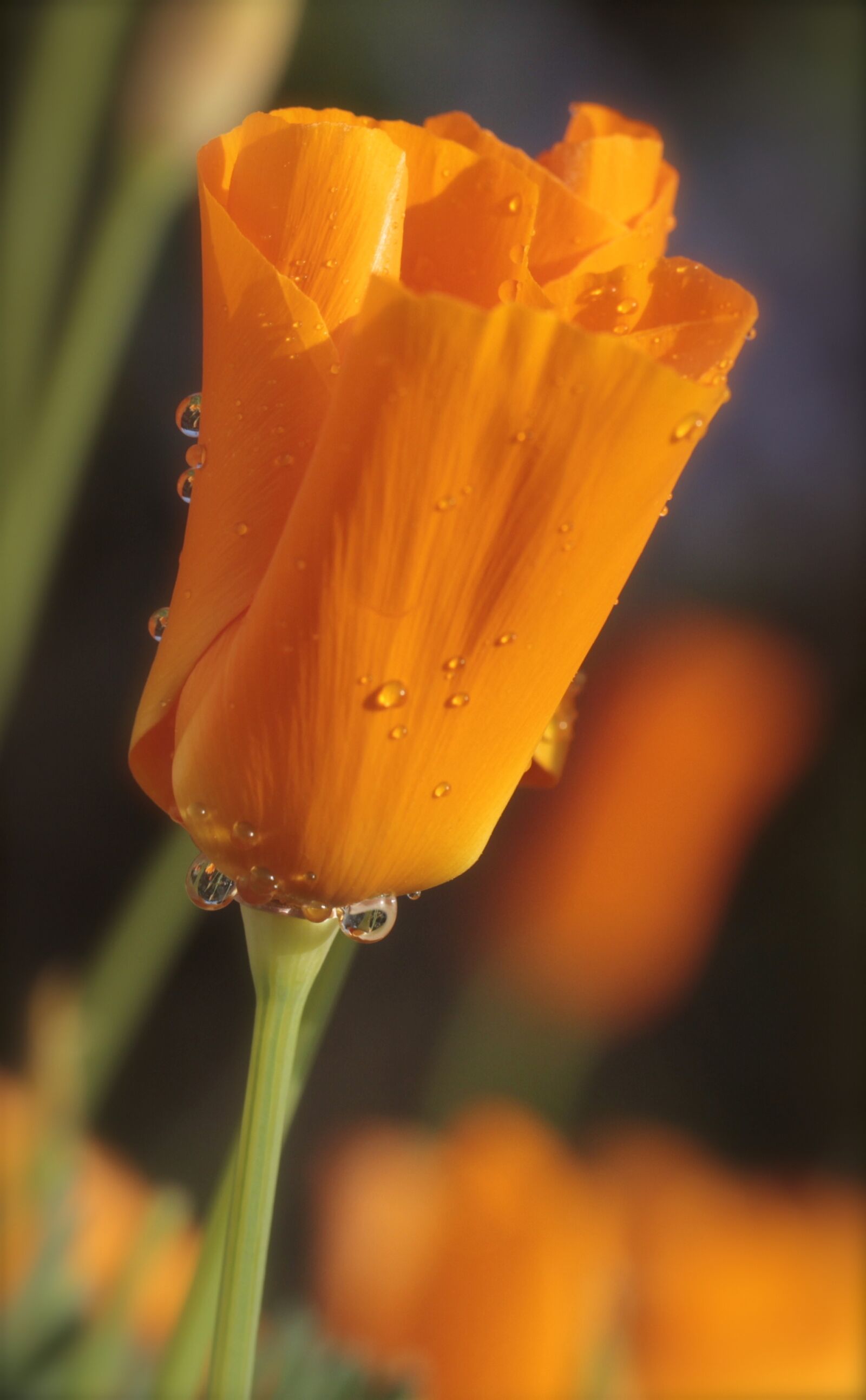 Canon EF 100mm F2.8L Macro IS USM sample photo. Poppy, california, raindrop photography