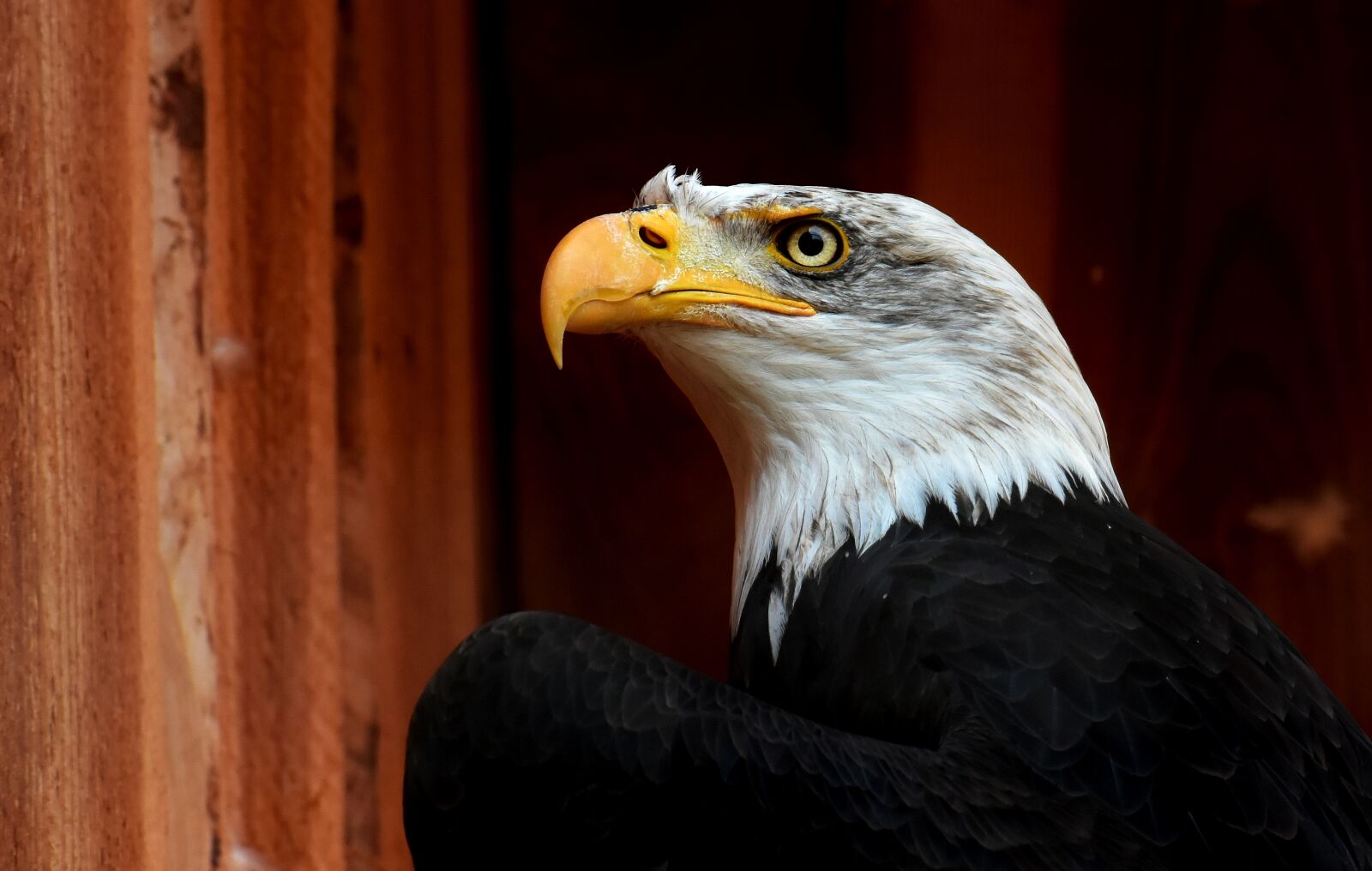 Nikon D7200 sample photo. Adler, bald eagle, bird photography