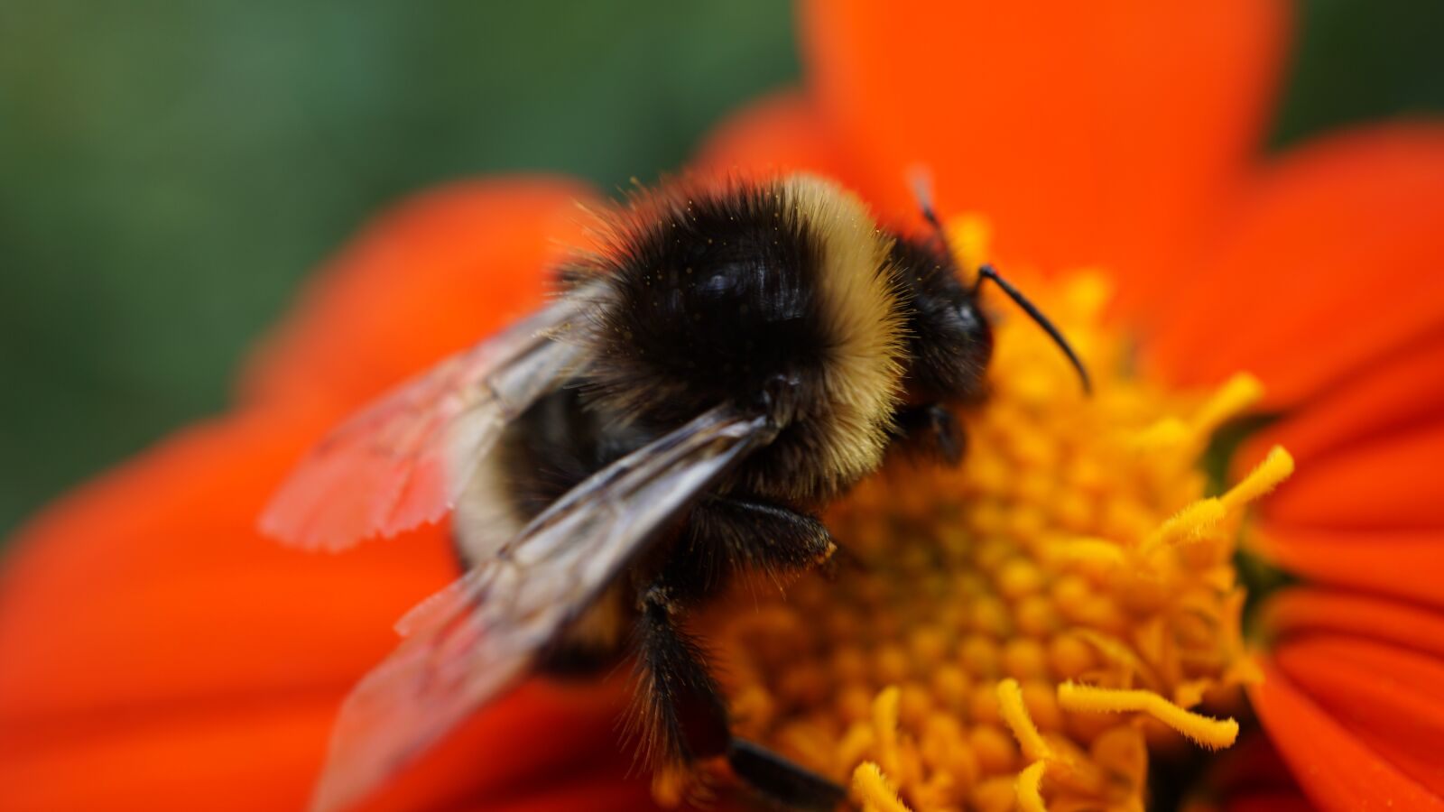 Sony E 30mm F3.5 Macro sample photo. Hummel, insect, whopper photography