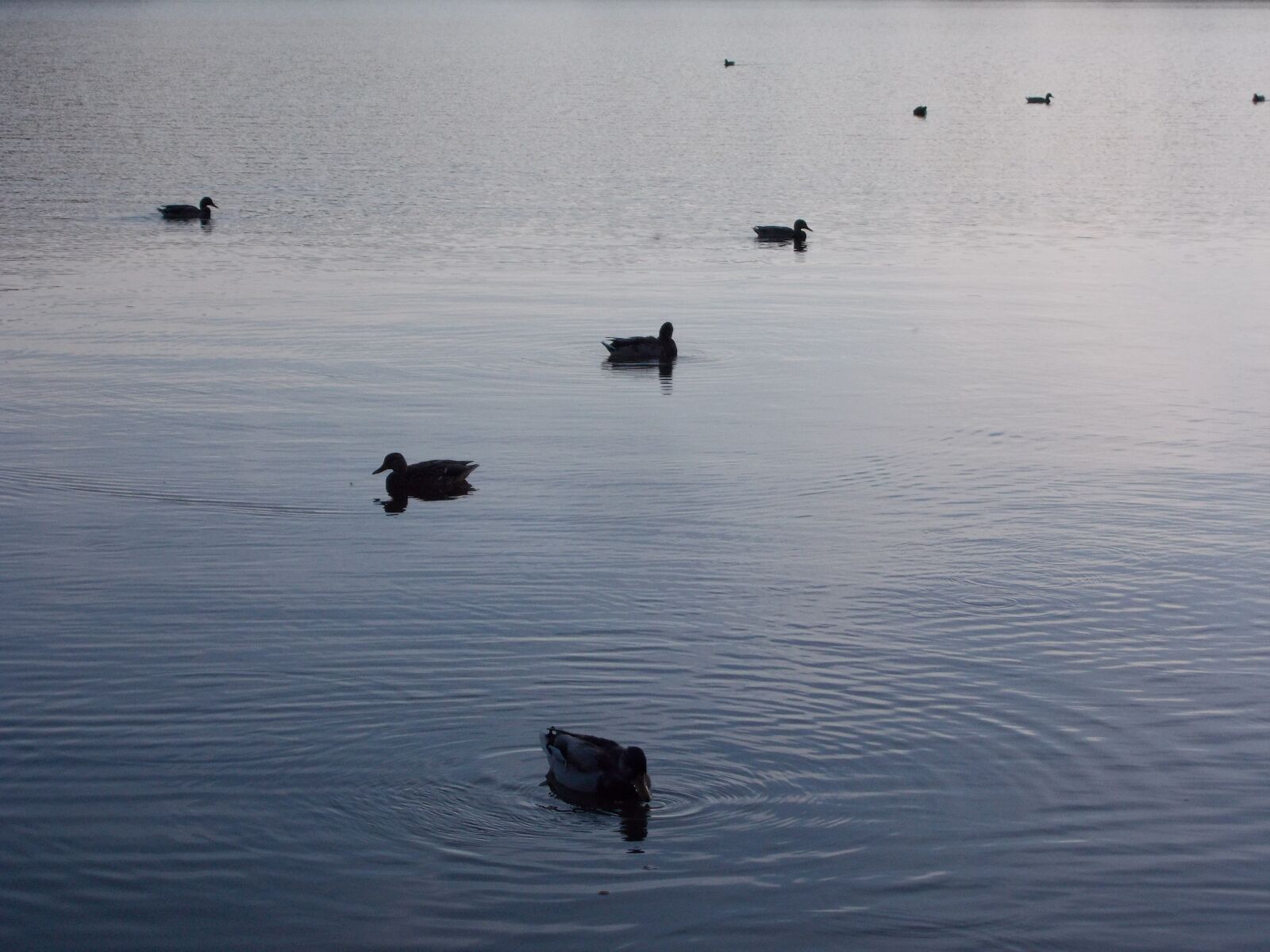 Nikon Coolpix L26 sample photo. Lake, duck, beak photography
