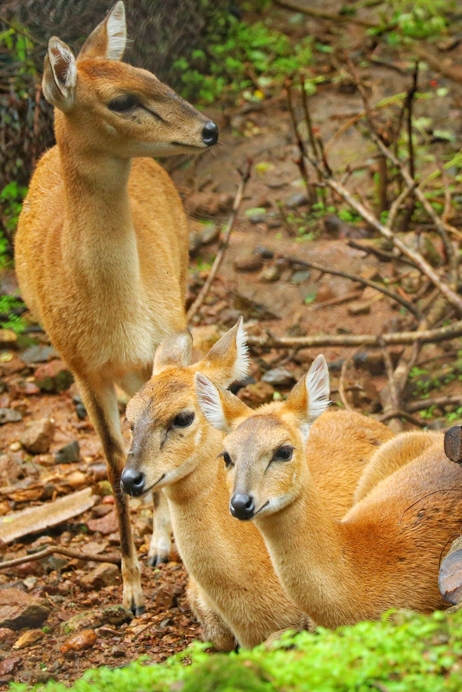 Canon EOS 760D (EOS Rebel T6s / EOS 8000D) sample photo. Spotted deer, wildlife, jungal photography