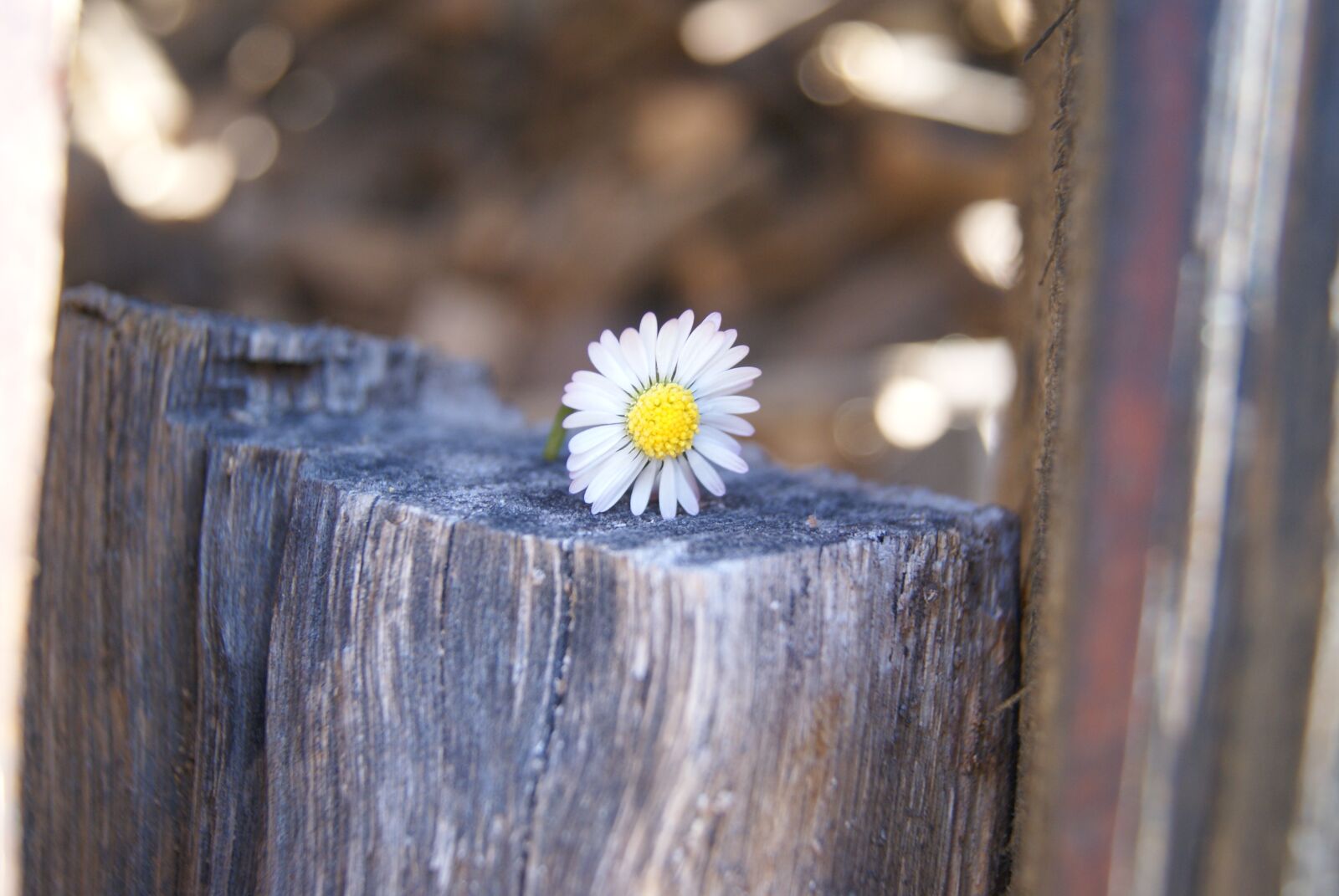 Sony Alpha DSLR-A200 sample photo. Daisy, solitud, hope photography