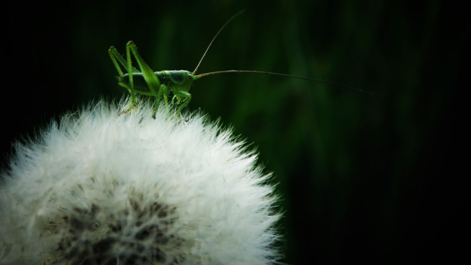 Sony Cyber-shot DSC-HX300 sample photo. Grasshopper, insect, animal photography