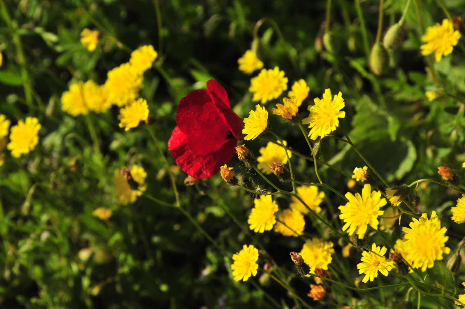 Nikon D300S sample photo. Flower, flowers, plant photography