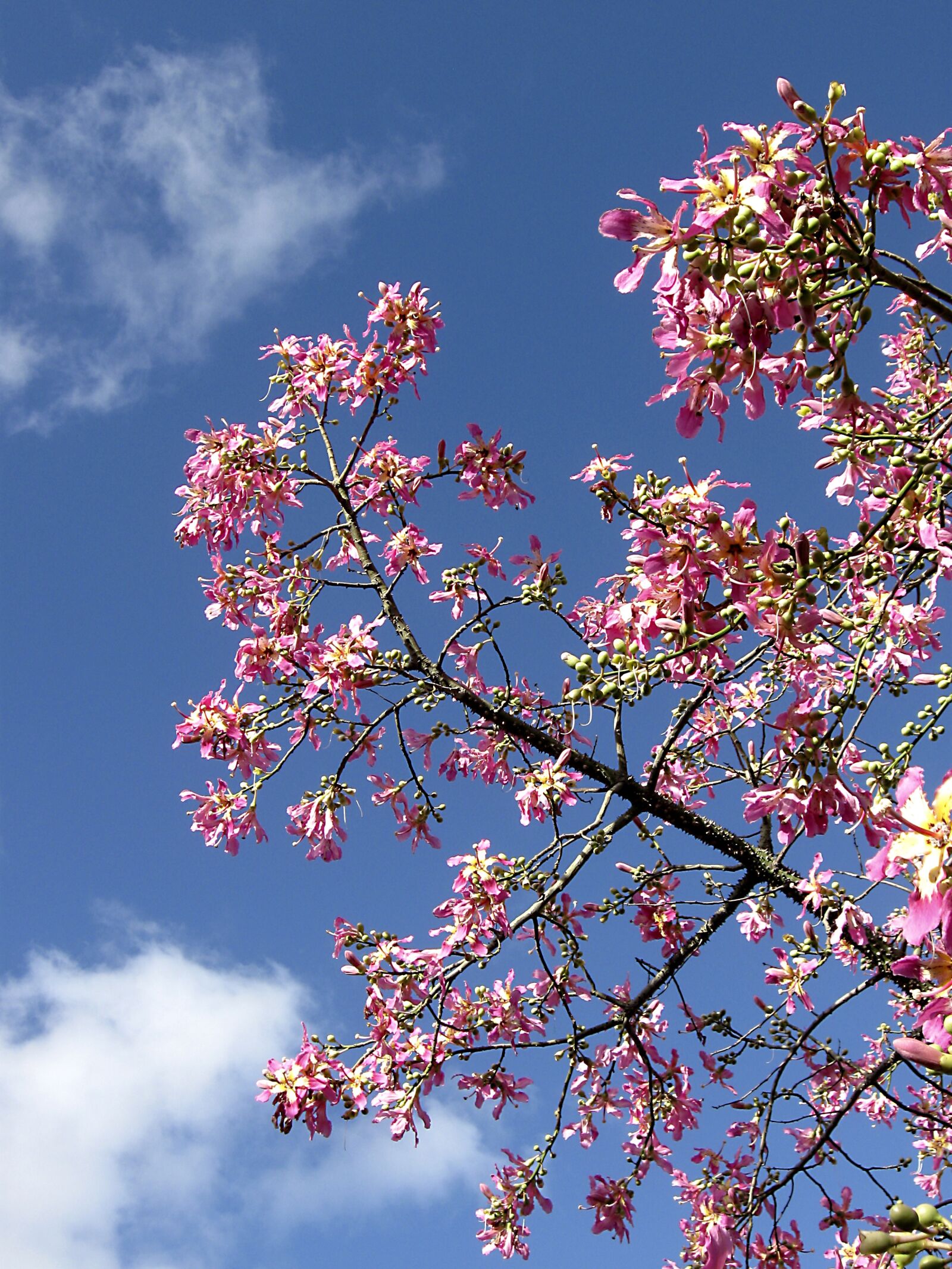 Canon PowerShot A590 IS sample photo. Sky, tree, apple blossom photography