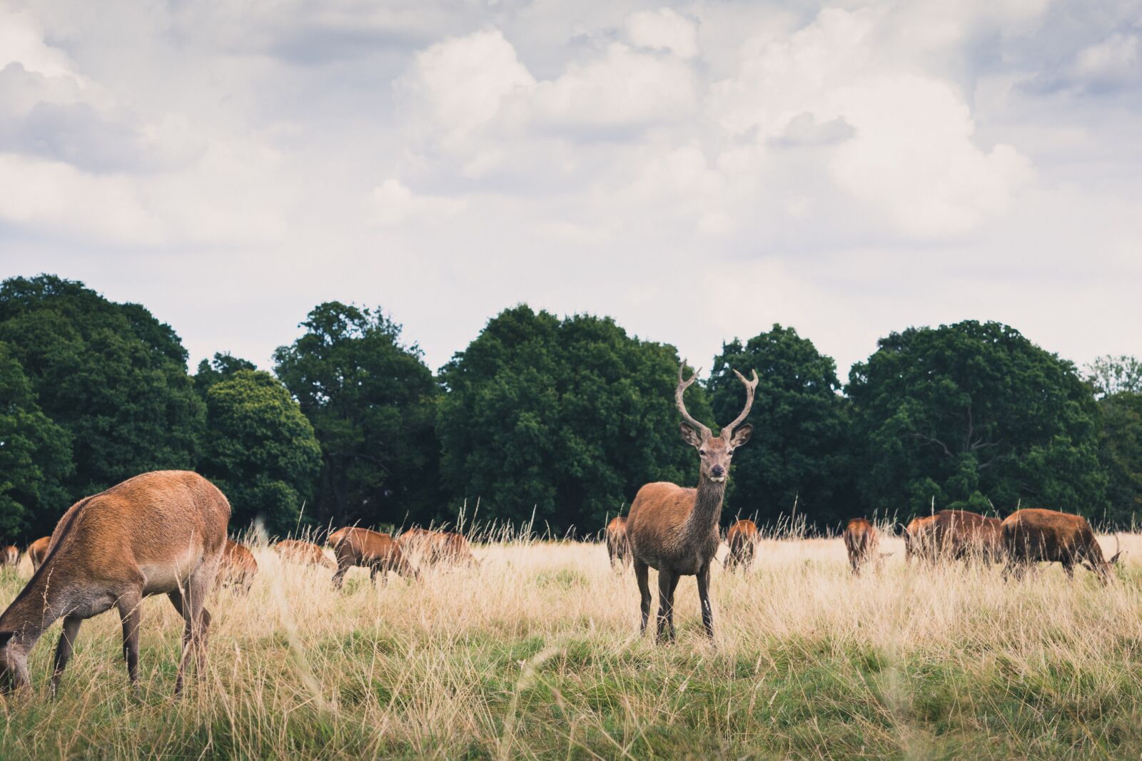 Nikon D5500 sample photo. Animals, antlers, countryside photography