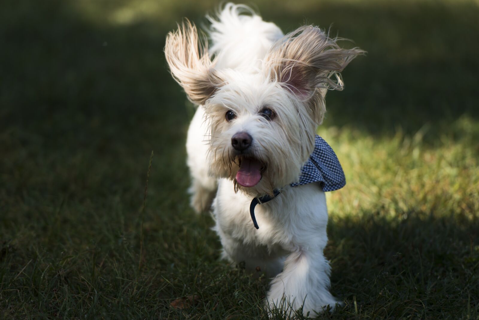 Nikon D800 sample photo. Dog, animal, young photography
