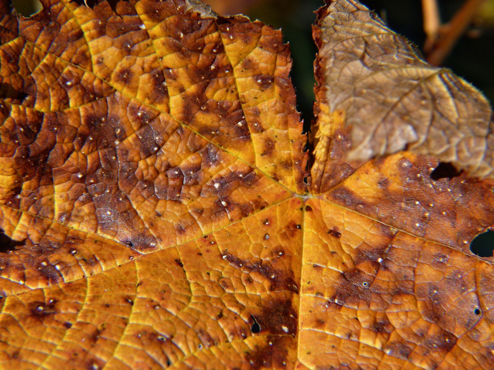 Panasonic Lumix DMC-FZ100 sample photo. Fall, autumn, leaf photography