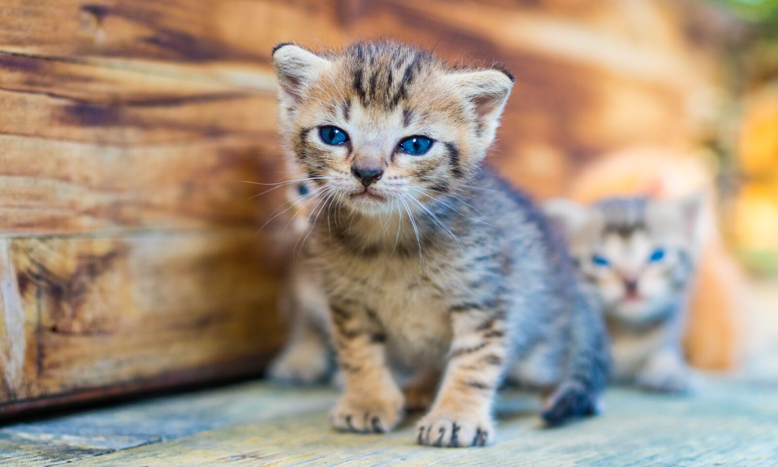 Canon EOS 7D Mark II sample photo. Cat, puppy, kitten photography