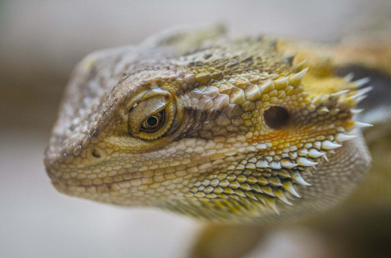 Sony a7R II + Canon EF 100mm F2.8L Macro IS USM sample photo. Lizard, reptile, nature photography