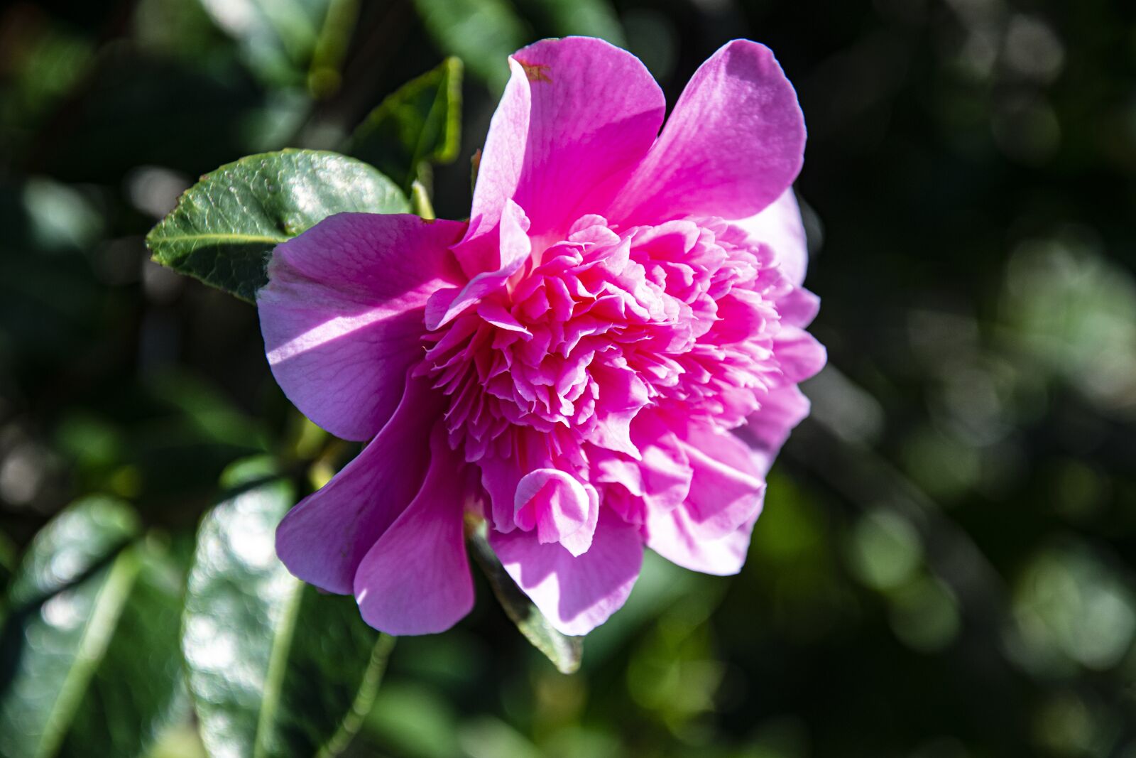 Nikon D3400 sample photo. Camelia, flower, pink photography