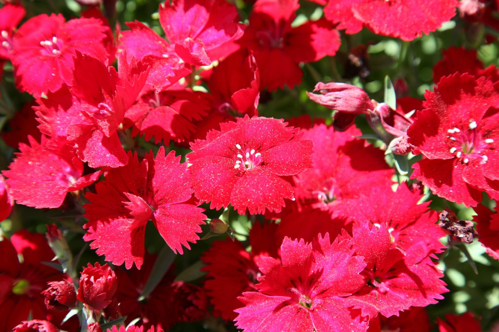 Canon EOS 5D sample photo. Dianthus flower, carnation, flowers photography
