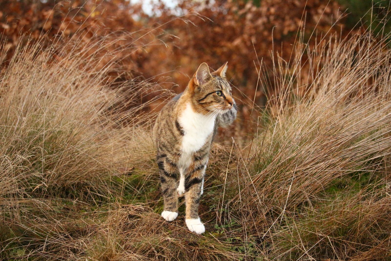 Canon EOS 100D (EOS Rebel SL1 / EOS Kiss X7) sample photo. Cat, tiger cat, mieze photography