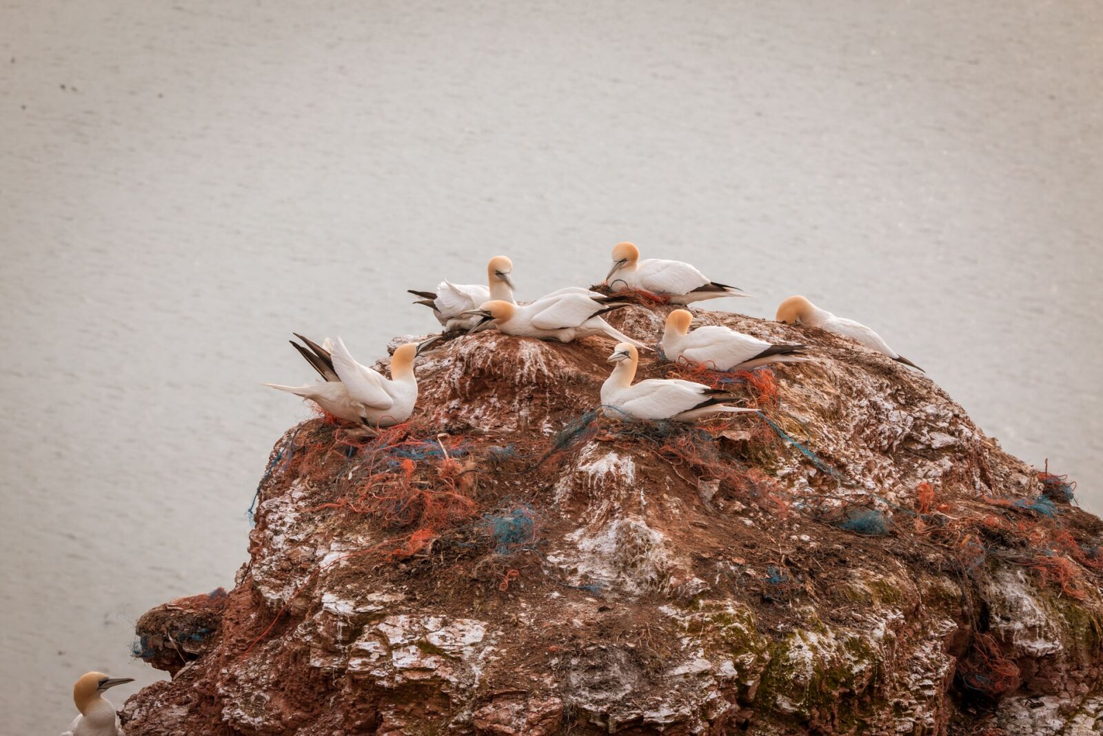 Canon EOS 70D sample photo. Northern gannet, boobies, morus photography