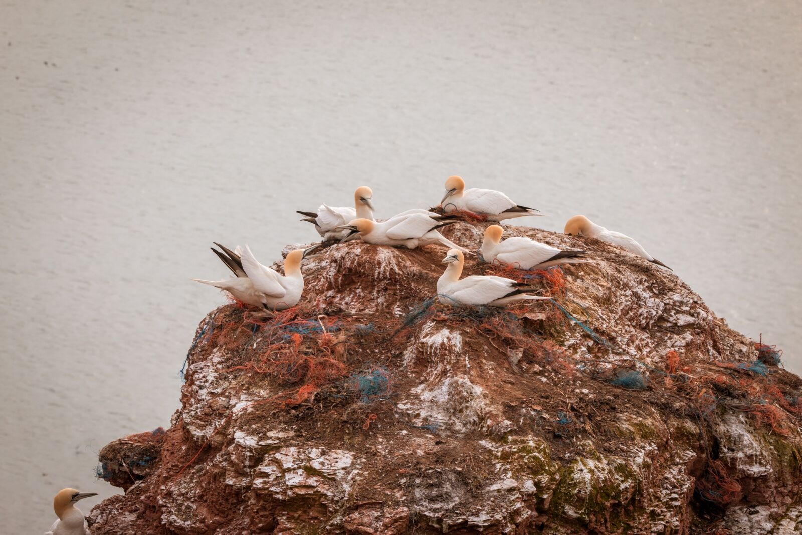 Canon EOS 70D + 150-600mm F5-6.3 DG OS HSM | Contemporary 015 sample photo. Northern gannet, boobies, morus photography