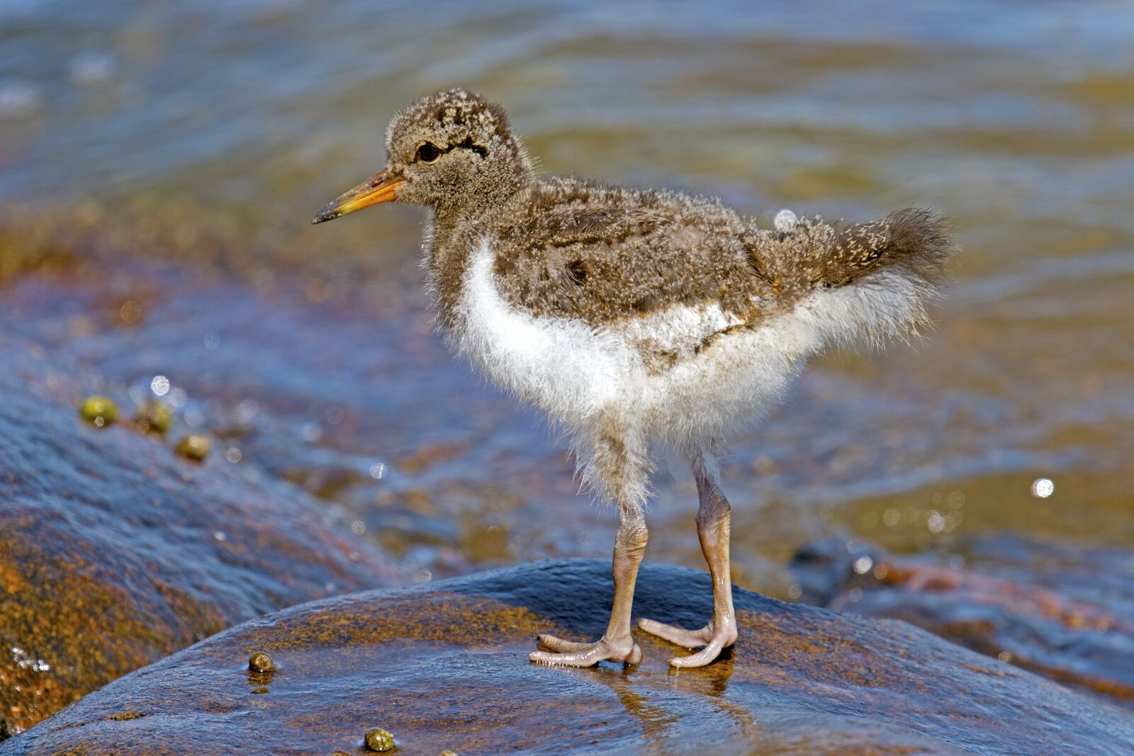 Nikon D500 sample photo. Fischer young bird oyster photography