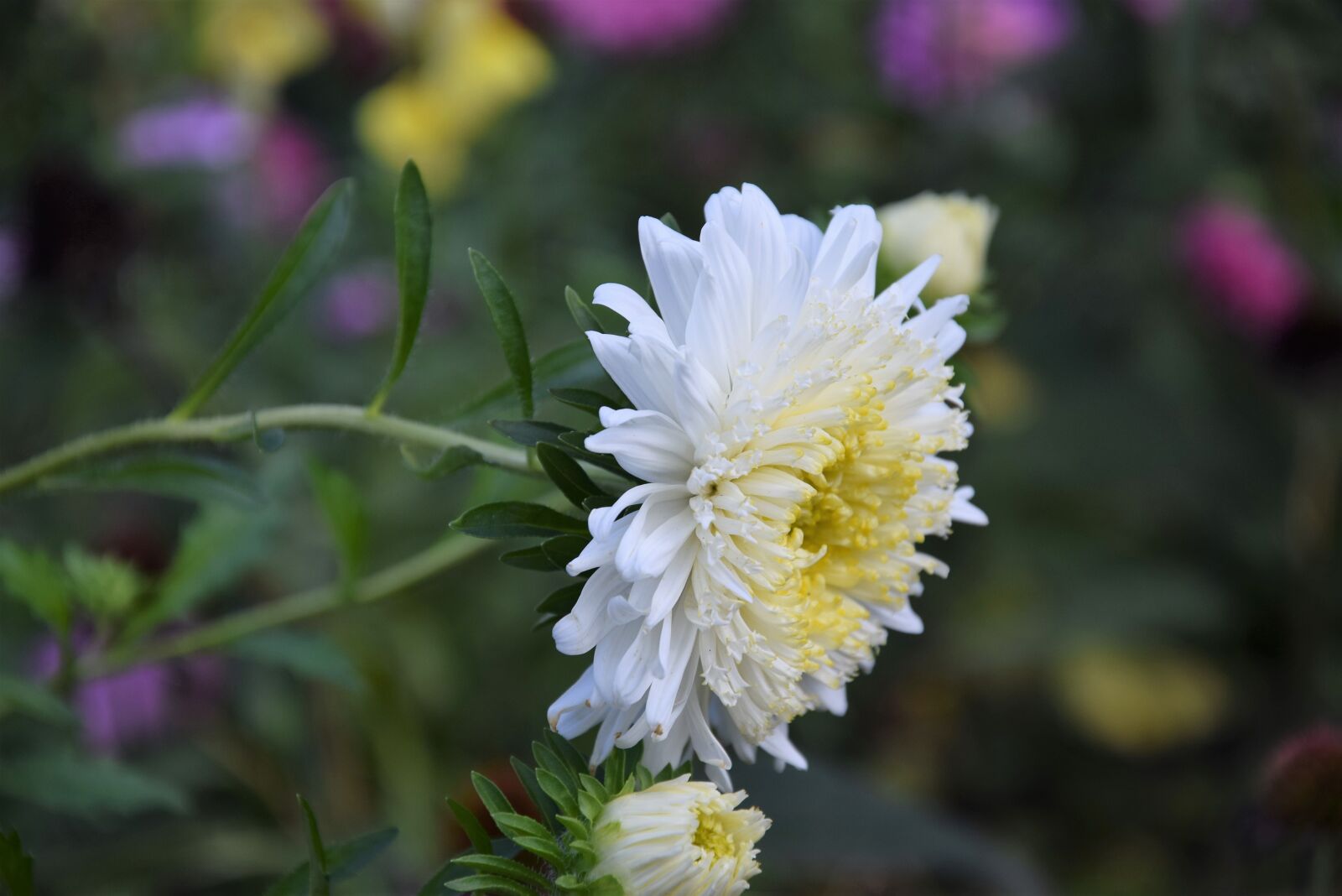 Nikon D5300 sample photo. Flowers, aster, garden photography