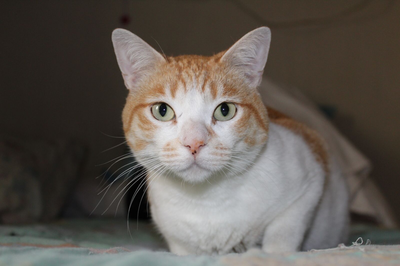 Canon EOS 1300D (EOS Rebel T6 / EOS Kiss X80) sample photo. Cat, portrait, animalia photography
