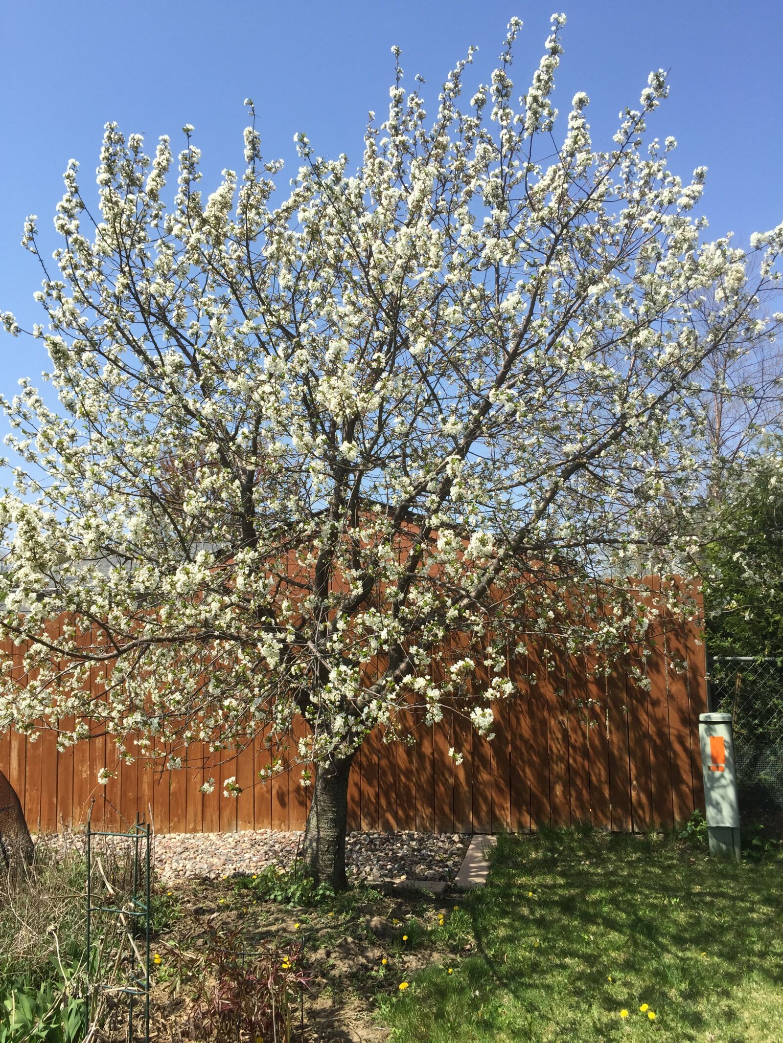Apple iPhone 6 sample photo. Cherry, tree, spring photography