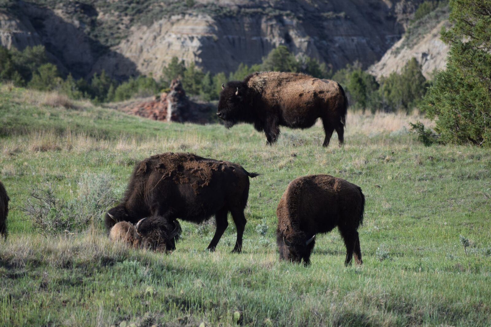 Nikon D3300 sample photo. Herd, buffalo, bison photography