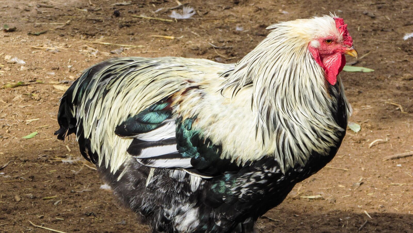 Canon PowerShot SX400 IS sample photo. Hen, fowl, chicken photography