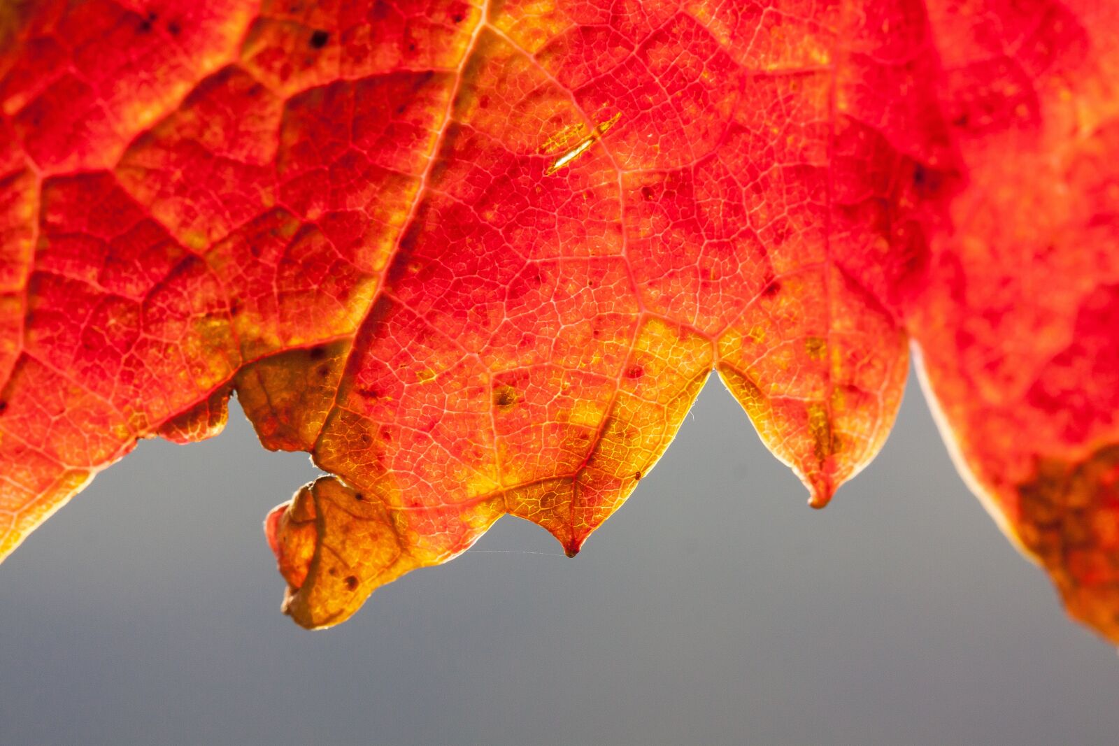 Canon EOS 50D sample photo. Wine, leaf, wine harvest photography