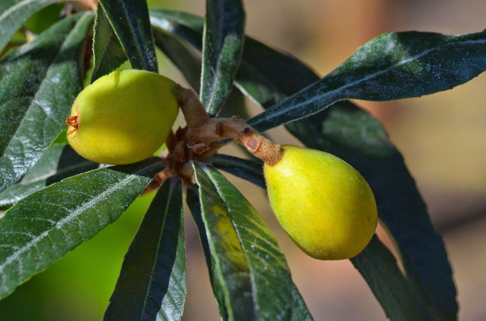 Nikon D7000 sample photo. Eriobotrya japonica, japanese wollmispel photography