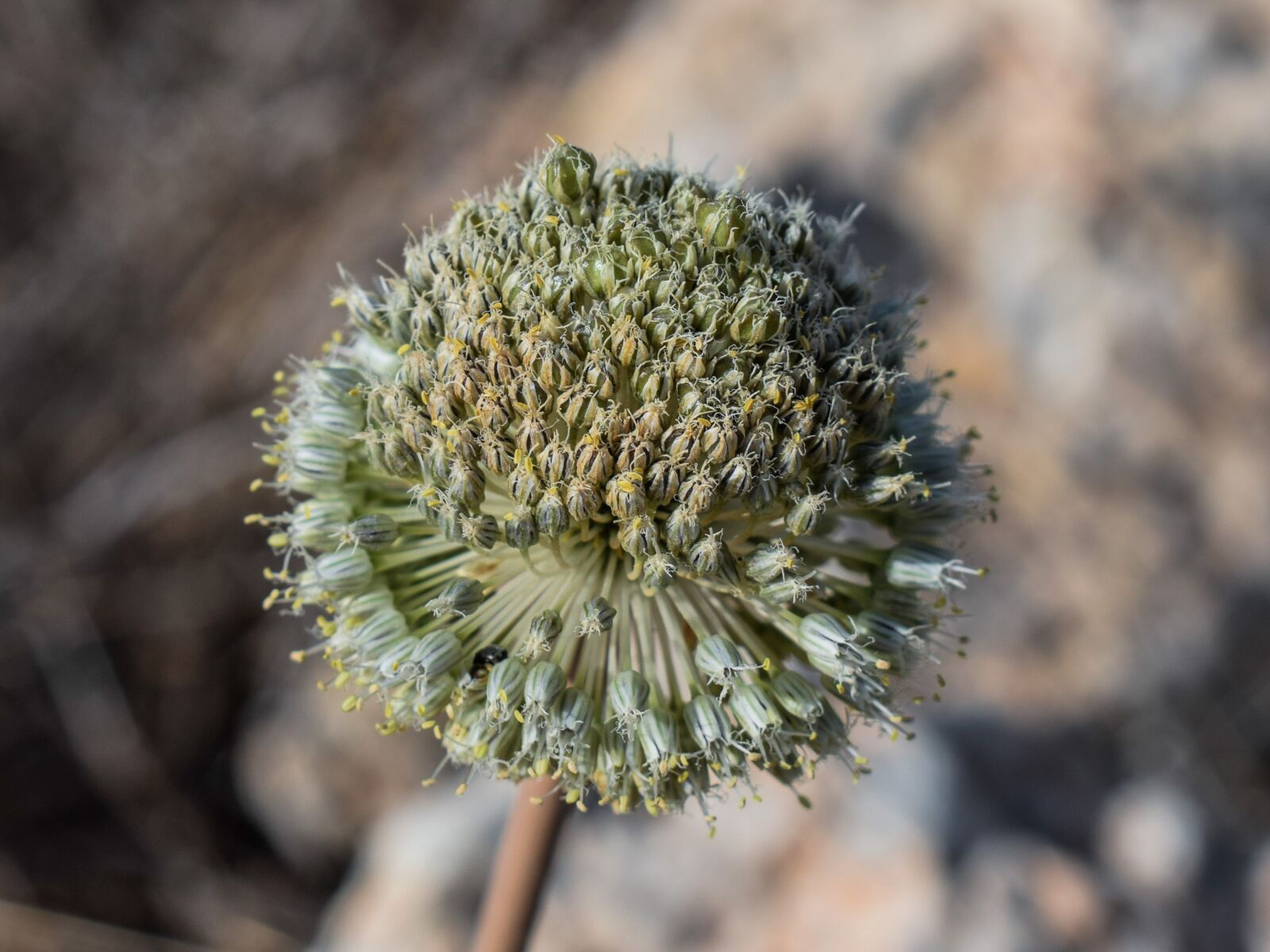 Nikon D3300 sample photo. Flower, inflorescence, nature photography
