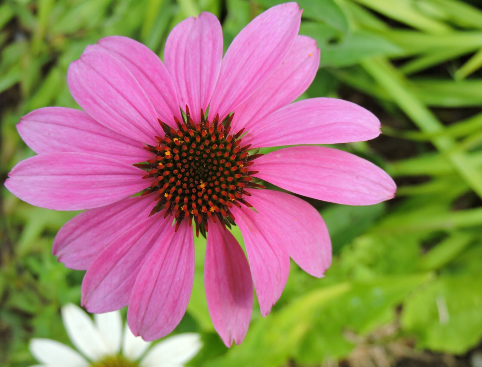 Nikon Coolpix P530 sample photo. Echinacea, garden, tulln photography