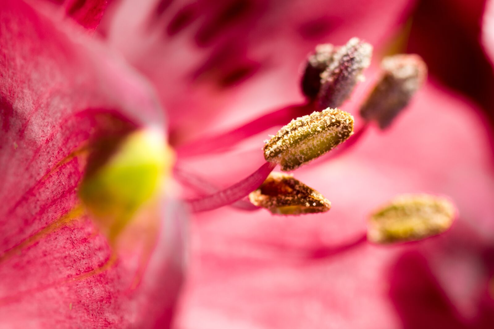 Nikon D5300 sample photo. Close up, macro, blossom photography