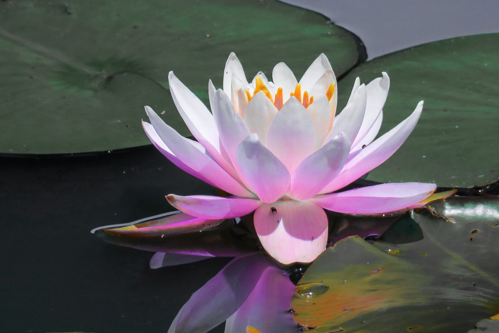 Canon PowerShot G3 X sample photo. Dutch, lotus, lotus leaf photography