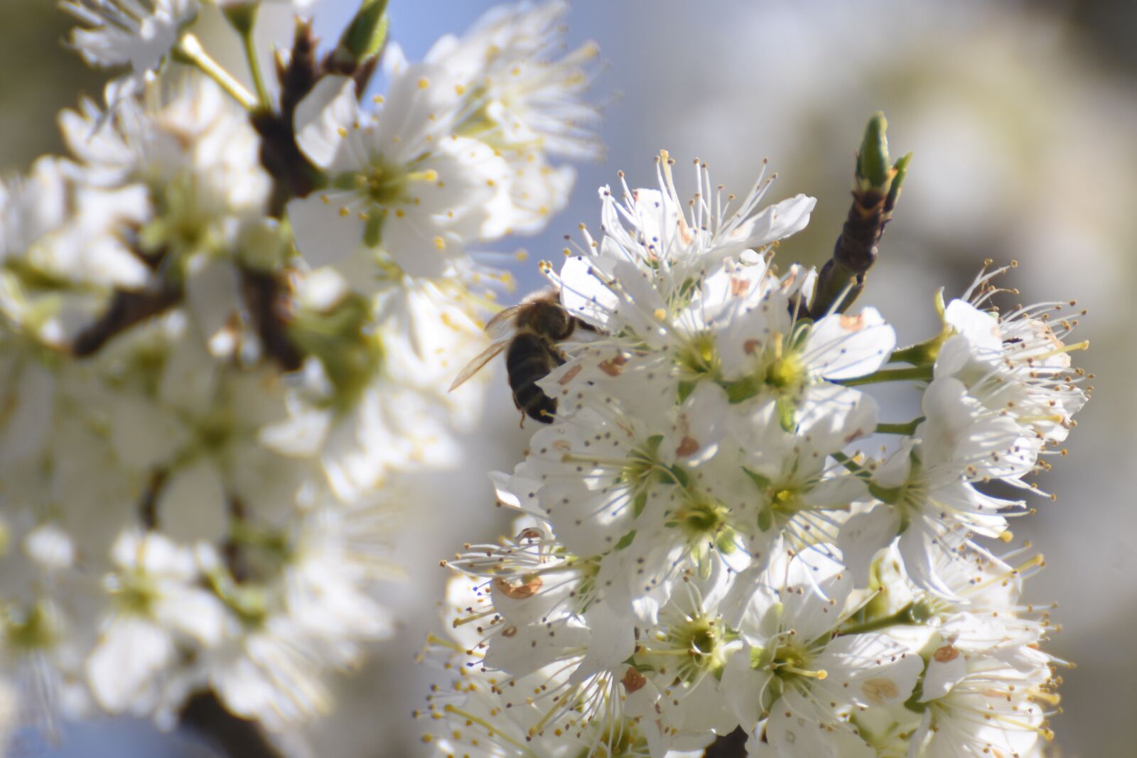 Nikon D7200 sample photo. Flowers, flowering, spring photography