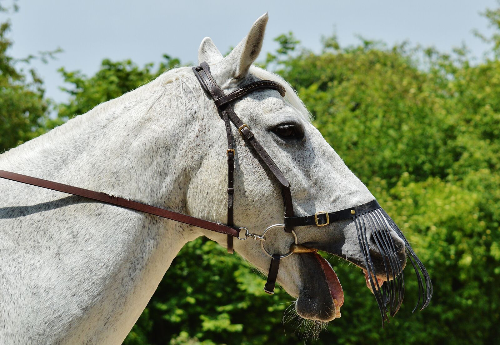 Nikon D3200 sample photo. Horse, mold, reiterhof photography