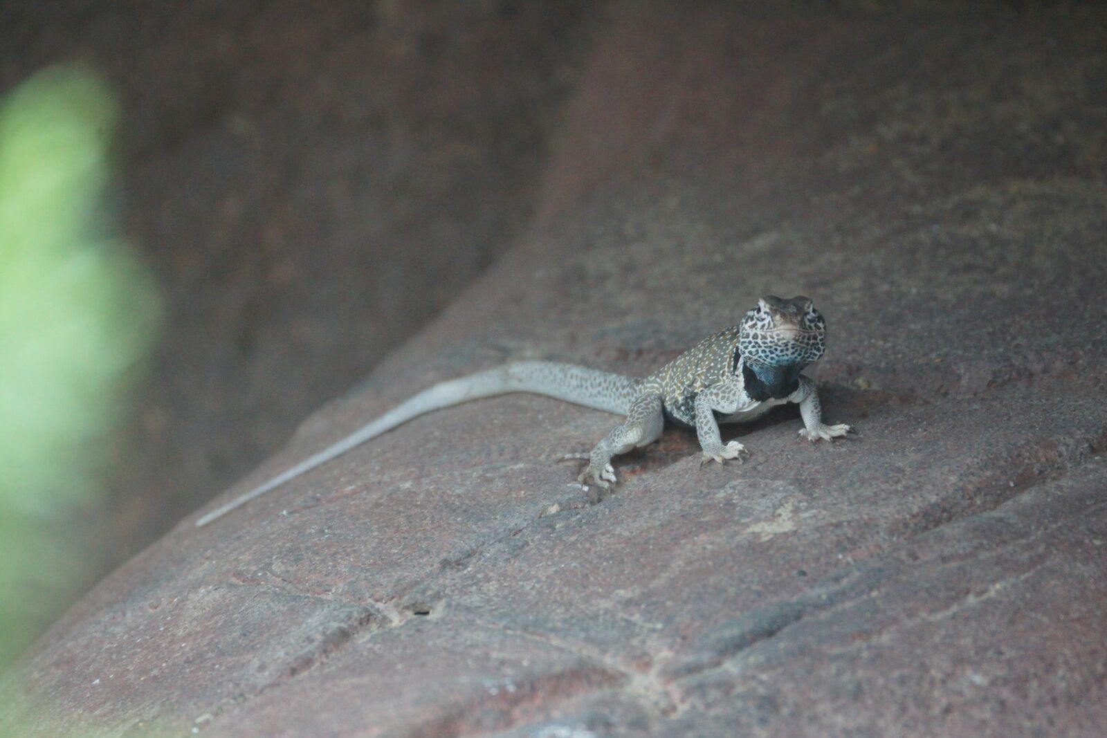 Sony SLT-A77 sample photo. Lizard, posing, reptile photography