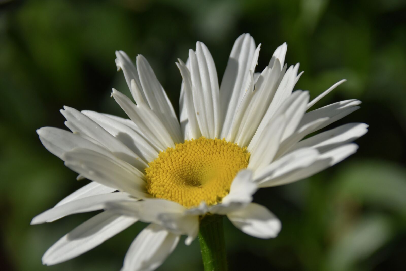 Nikon D5600 sample photo. Flower, daisy flower, white photography