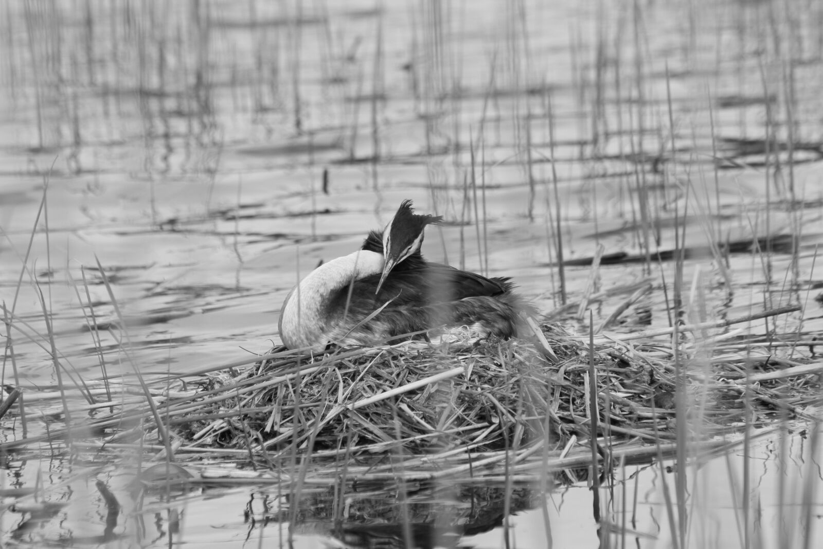Canon EF 75-300mm F4.0-5.6 IS USM sample photo. Black and white, bird photography